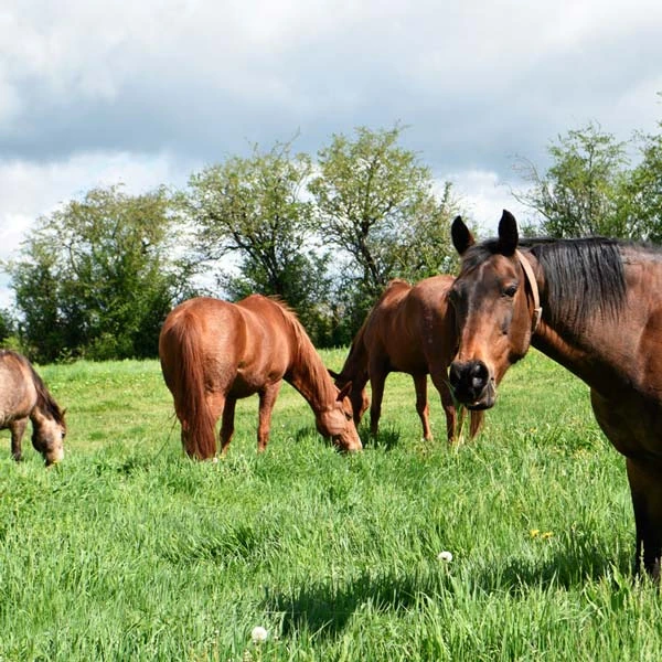 Pension pour chevaux à Sugères, Puy-de-Dôme
